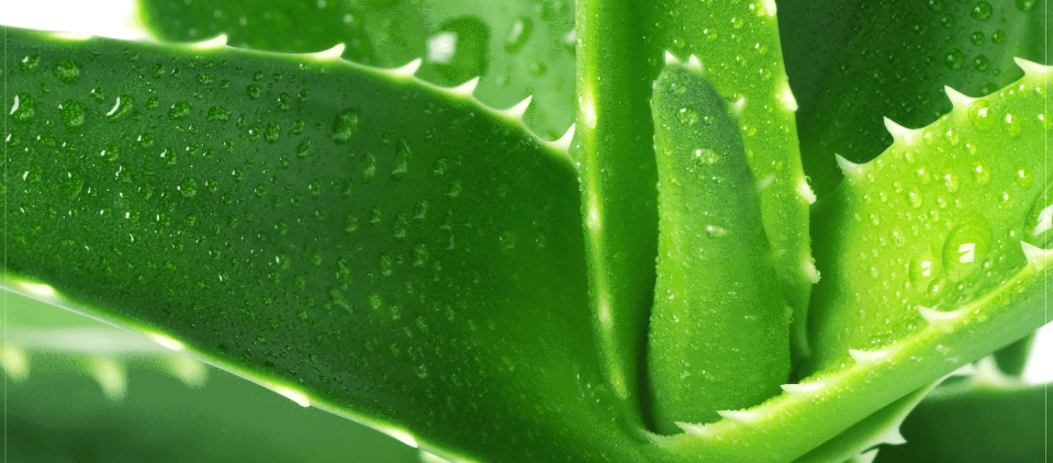 You are currently viewing Home remedies with aloe vera